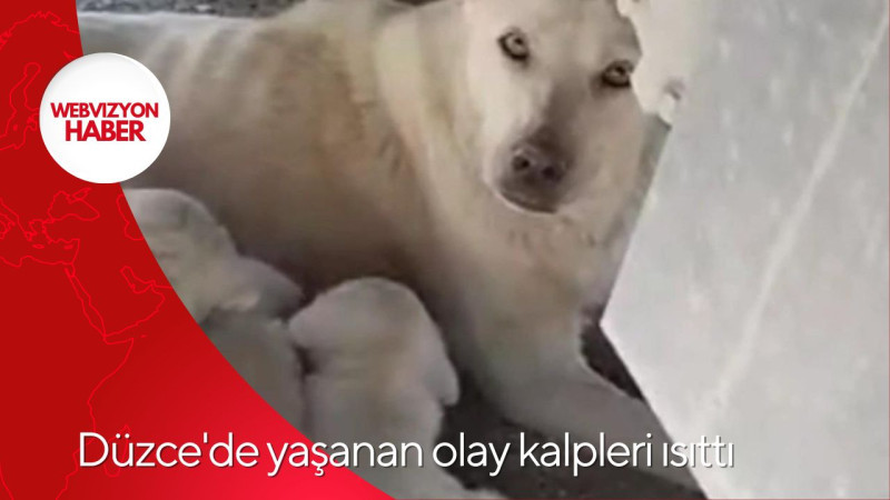 Düzce'de yaşanan olay kalpleri ısıttı